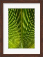 Palm frond, Nadi, Viti Levu, Fiji Fine Art Print