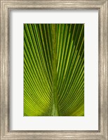 Palm frond, Nadi, Viti Levu, Fiji Fine Art Print