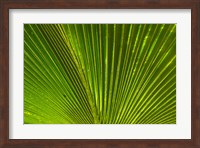 Palm frond, Fiji Fine Art Print