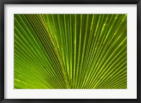 Palm frond, Fiji Fine Art Print