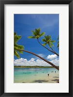 Palm trees, Shangri-La Fijian Resort, Yanuca Island, Coral Coast, Viti Levu, Fiji Fine Art Print