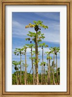 Pawpaw (papaya) plantation, Lower Sigatoka Valley, Sigatoka, Coral Coast, Viti Levu, Fiji Fine Art Print