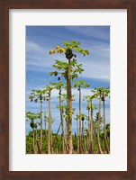 Pawpaw (papaya) plantation, Lower Sigatoka Valley, Sigatoka, Coral Coast, Viti Levu, Fiji Fine Art Print