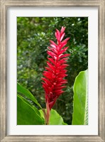 Red Ginger Flower (Alpinia purpurata), Fiji Fine Art Print