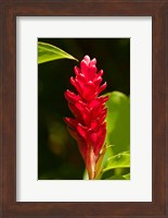 Red Ginger Flower (Alpinia purpurata), Nadi, Viti Levu, Fiji Fine Art Print