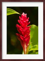 Red Ginger Flower (Alpinia purpurata), Nadi, Viti Levu, Fiji Fine Art Print