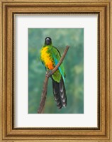 Sulphur-breasted Musk Parrot, Tropical bird, Fiji Fine Art Print