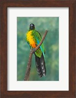 Sulphur-breasted Musk Parrot, Tropical bird, Fiji Fine Art Print