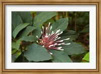 Tropical flower, Coral Coast, Viti Levu, Fiji Fine Art Print