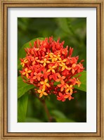 Tropical flower, Fiji Fine Art Print