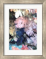 Diver Peers Out From Crevice, Flanked by Brilliant Sea Fans and Soft Corals, Fiji, Oceania Fine Art Print