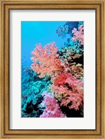 Colorful Sea Fans and other Corals, Fiji, Oceania Fine Art Print