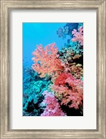 Colorful Sea Fans and other Corals, Fiji, Oceania Fine Art Print