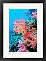 Colorful Sea Fans and other Corals, Fiji, Oceania Fine Art Print