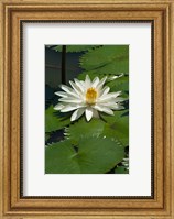 Fiji, Water lily flower Fine Art Print