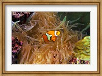 Close up of a Clown Fish in an Anemone, Nadi, Fiji Fine Art Print
