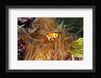 Close up of a Clown Fish in an Anemone, Nadi, Fiji Fine Art Print