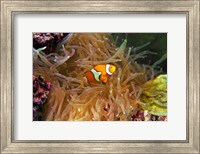 Close up of a Clown Fish in an Anemone, Nadi, Fiji Fine Art Print