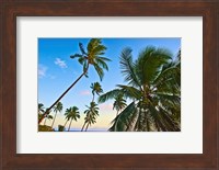 Nanuku Levu, Fiji Islands palm trees with coconuts, Fiji, Oceania Fine Art Print