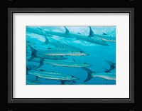 Golden Dream Reef, Bligh Water Area, Fiji Islands Fine Art Print