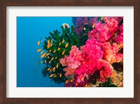 Multicolor Soft Corals, Coral Reef, Bligh Water Area, Viti Levu, Fiji Islands Fine Art Print