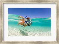 Couple snorkeling, Beqa Island, Fiji Fine Art Print