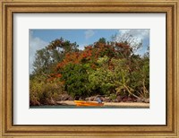 Christmas Tree and Orange Skiff, Turtle Island, Yasawa Islands, Fiji Fine Art Print