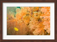 Golden Dream Reef, Bligh Water Area, Viti Levu, Fiji Islands Fine Art Print