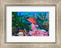Fairy Basslet fish and Coral, Viti Levu, Fiji Fine Art Print