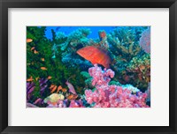 Fairy Basslet fish and Coral, Viti Levu, Fiji Fine Art Print