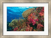 Fairy Basslet fish, Fiji Fine Art Print