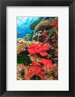 Fairy Basslet fish and Red Coral, Viti Levu, Fiji Fine Art Print