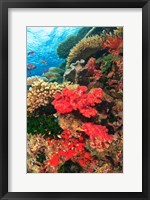 Fairy Basslet fish and Red Coral, Viti Levu, Fiji Fine Art Print