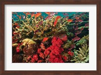 Fairy Basslet fish Swimming near Coral, Fiji Fine Art Print