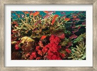 Fairy Basslet fish Swimming near Coral, Fiji Fine Art Print