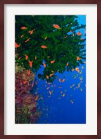 Fairy Basslet fish and Green Coral, Viti Levu, Fiji Fine Art Print