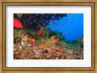 Coral Cod and Anthias fish, Viti Levu, Fiji Fine Art Print