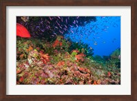 Coral Cod and Anthias fish, Viti Levu, Fiji Fine Art Print