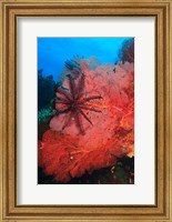 Pristine Gorgonian Sea Fans marine life, Fiji Fine Art Print