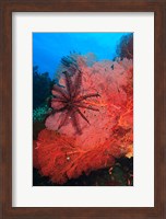 Pristine Gorgonian Sea Fans marine life, Fiji Fine Art Print