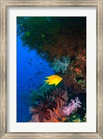 Yellow Damsel, Gorgonian sea fan, Fish, Fiji Fine Art Print