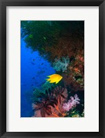 Yellow Damsel, Gorgonian sea fan, Fish, Fiji Fine Art Print