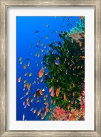 Coral and Fairy Basslet fish, Viti Levu, Fiji Fine Art Print