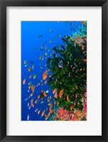 Coral and Fairy Basslet fish, Viti Levu, Fiji Fine Art Print