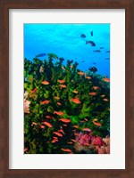Fairy Basslet fish in Clear Blue Waters, Viti Levu, Fiji Fine Art Print