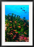 Fairy Basslet fish in Clear Blue Waters, Viti Levu, Fiji Fine Art Print