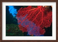 Gorgonian Sea Fan, Viti Levu Fiji Fine Art Print