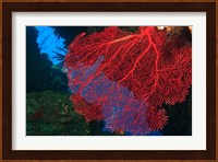Gorgonian Sea Fan, Viti Levu Fiji Fine Art Print