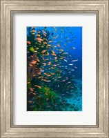 Scuba Diver, Fairy Basslet fish Viti Levu Fiji Fine Art Print