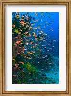 Scuba Diver, Fairy Basslet fish Viti Levu Fiji Fine Art Print